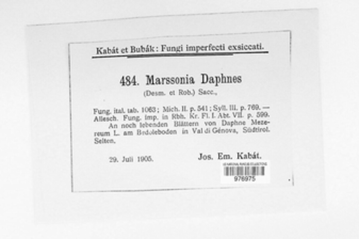Marssonina daphnes image